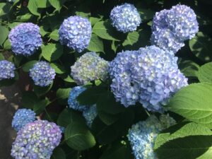 IMG_0668